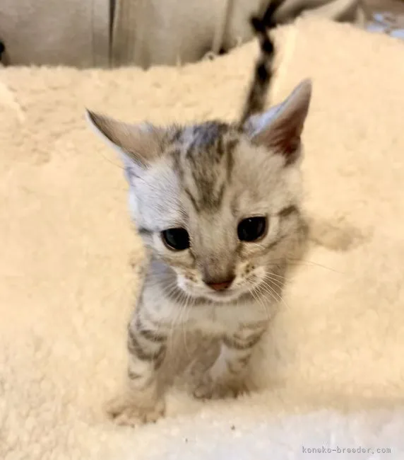 ID:2201-02062の子猫