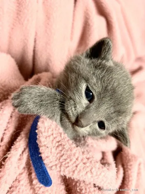 ID：2003-01028の子猫