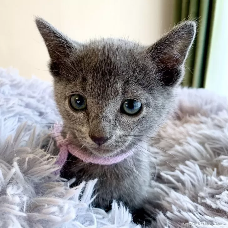 ID:2403-00373の子猫