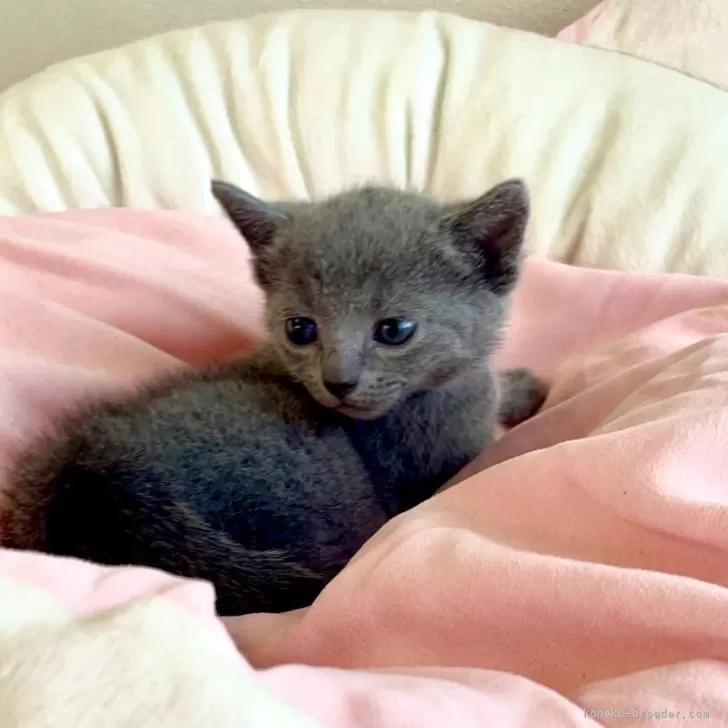 ID：2405-03242の子猫