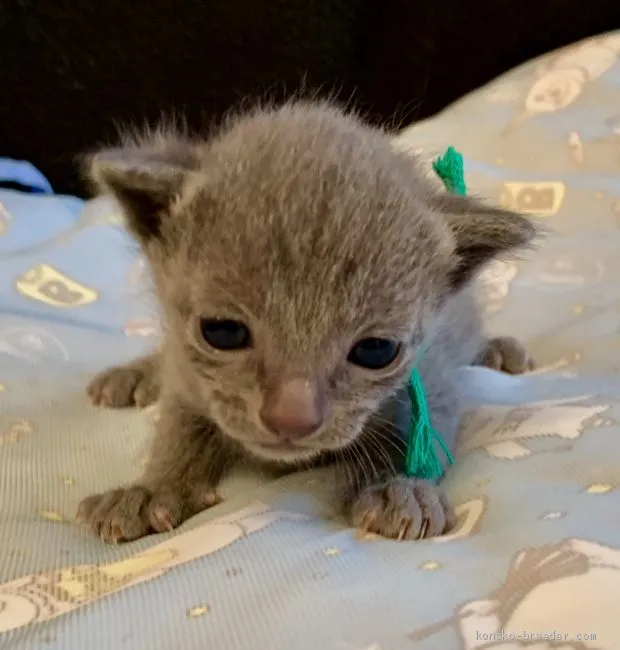 ガイアのママ 様のお迎えした子猫