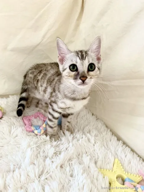 ID:2106-00884の子猫