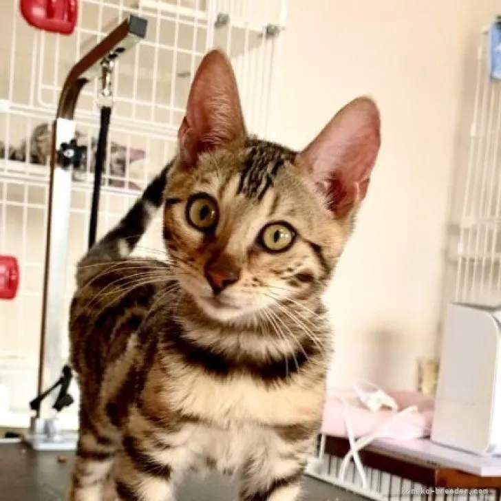 ID:2306-03567の子猫