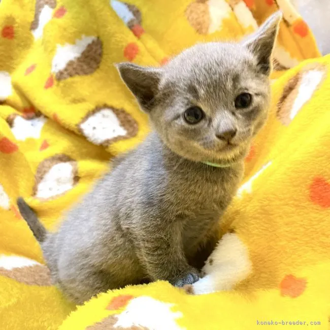 ID：2112-00442の子猫