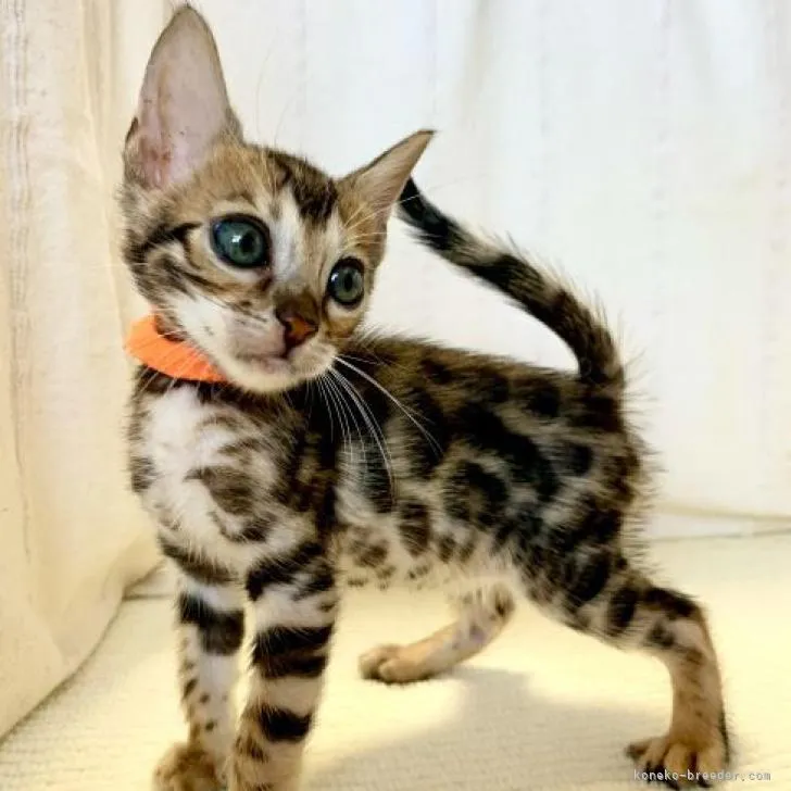 ID:2207-00164の子猫