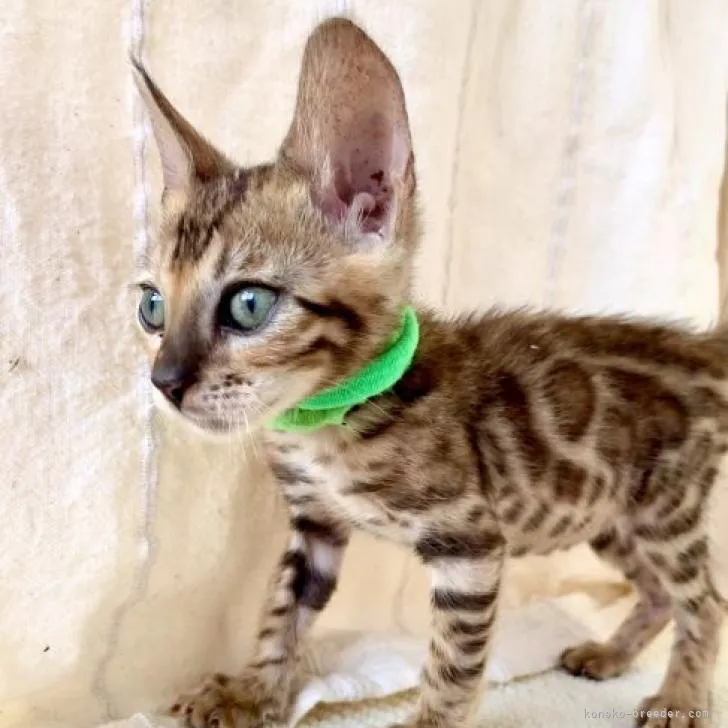 ID:2207-00165の子猫