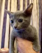 ロシアンブルー【東京都・女の子・2019年9月28日・ブルー】の写真1「11月25日の写真です🐾ママのオッパイをたくさん飲んでスクスク成長しています♪」