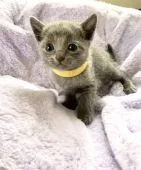 ロシアンブルー【東京都・男の子・2020年3月1日・ブルー】の写真1「3月28日の写真です🐾」