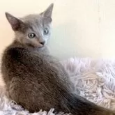 ロシアンブルー【東京都・男の子・2024年1月7日・ブルー】の写真1「3月18日の写真です💙💘🐾🧸🍀」