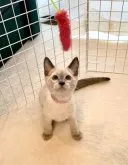 ロシアンブルー【東京都・男の子・2023年1月31日・ブルーポイント】の写真2「5月7日の写真です🐾✨🤍🍀💖」