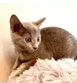 ロシアンブルー【東京都・男の子・2024年1月7日・ブルー】の写真2「3月18日の写真です💘🧸🐾💙🍀」