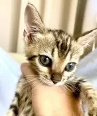 ベンガル【東京都・女の子・2024年6月29日・ブラウンスポテッドタビー(ロゼット)】の写真2