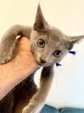 ロシアンブルー【東京都・男の子・2023年6月13日・ブルー】の写真2「10月1日の写真です♪💙💕✨🍀🐾」