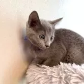 ロシアンブルー【東京都・男の子・2024年1月7日・ブルー】の写真3「3月18日の写真です💘🧸💙🍀🐾」