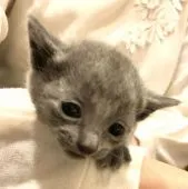 ロシアンブルー【東京都・男の子・2020年3月1日・ブルー】の写真3「3月22日の写真です🐾」