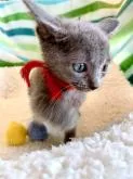 ロシアンブルー【東京都・男の子・2022年6月26日・ブルー】の写真3「9月4日の写真です✨🐾💘🍀😸」