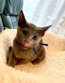 ロシアンブルー【東京都・男の子・2023年6月13日・ブルー】の写真4「10月1日の写真です♪💕💙🍀✨🐾」