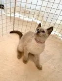 ロシアンブルー【東京都・男の子・2023年1月31日・ブルーポイント】の写真4「5月7日の写真です💘✨🤍🐾🍀💕」