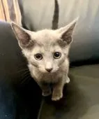 ロシアンブルー【東京都・男の子・2021年6月11日・ブルー】の写真4「8月29日の写真です🐾🍀」