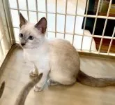 ロシアンブルー【東京都・男の子・2023年1月31日・ブルーポイント】の写真5「5月14日の写真です🐾🍀💘✨🤍」