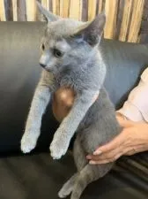 ロシアンブルー【東京都・男の子・2021年6月11日・ブルー】の写真5「8月29日の写真です💕🍀🐾」