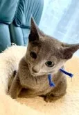 ロシアンブルー【東京都・男の子・2023年6月13日・ブルー】の写真5「10月1日の写真です🍀🐾✨💕💙」