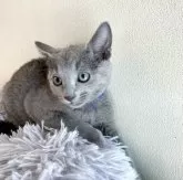 ロシアンブルー【東京都・男の子・2024年1月7日・ブルー】の写真5「3月18日の写真です🍀🧸🐾💘💙」