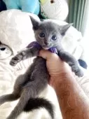 ロシアンブルー【東京都・男の子・2025年9月14日・ブルー】の写真3