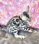 ベンガル【東京都・男の子・2025年7月18日・ブラウンスポテッドタビー(ロゼット)】の写真14