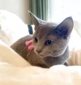 ロシアンブルー【東京都・女の子・2025年4月2日・ブルー】の写真2