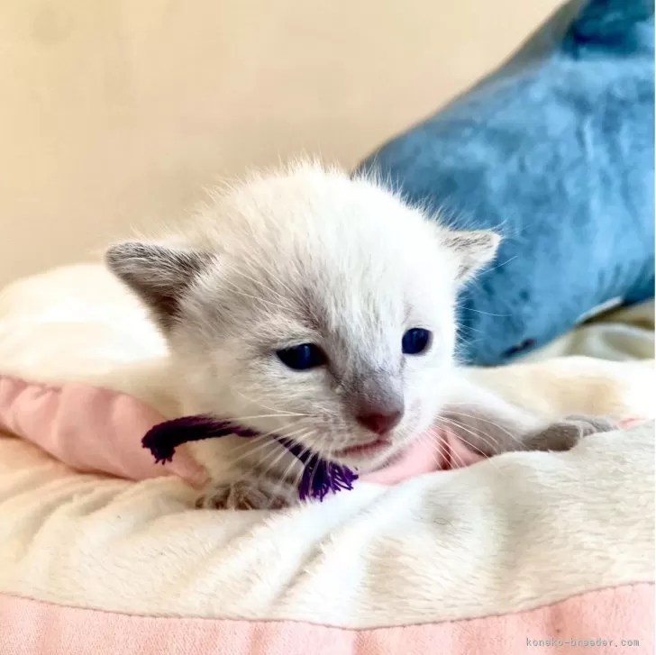 ID:2505-03215の子猫