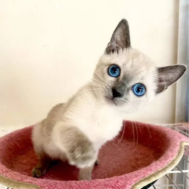 ID:2412-01469の子猫