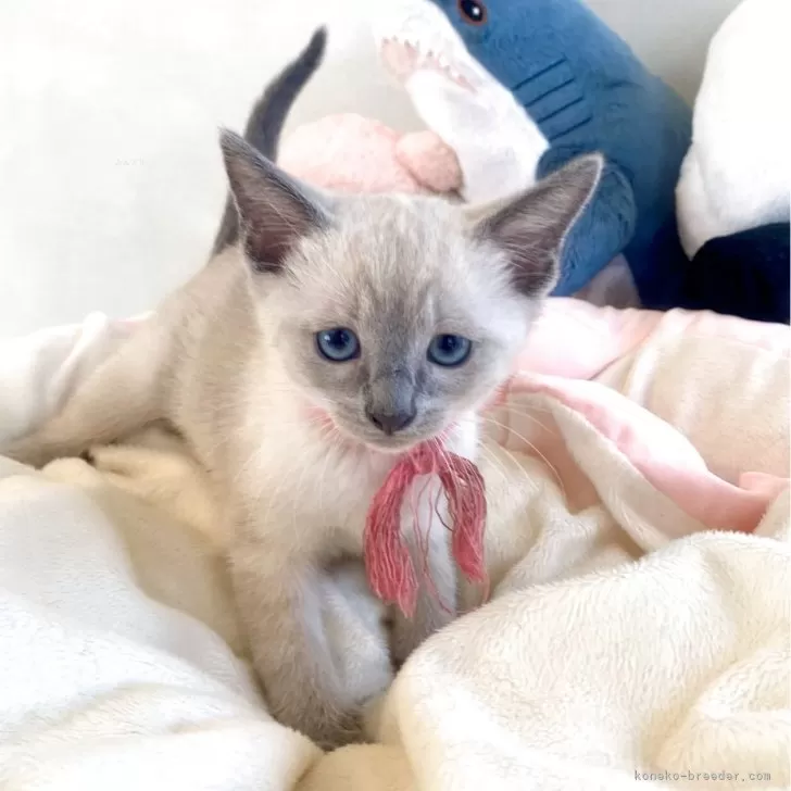 にゃんママ 様のお迎えした子猫