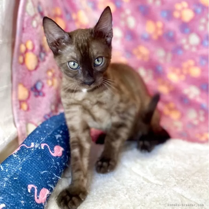 ID:2505-02034の子猫