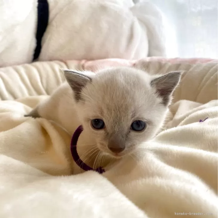 ロシアンブルー【東京都・男の子・2025年9月24日・ブルーポイント】の写真1