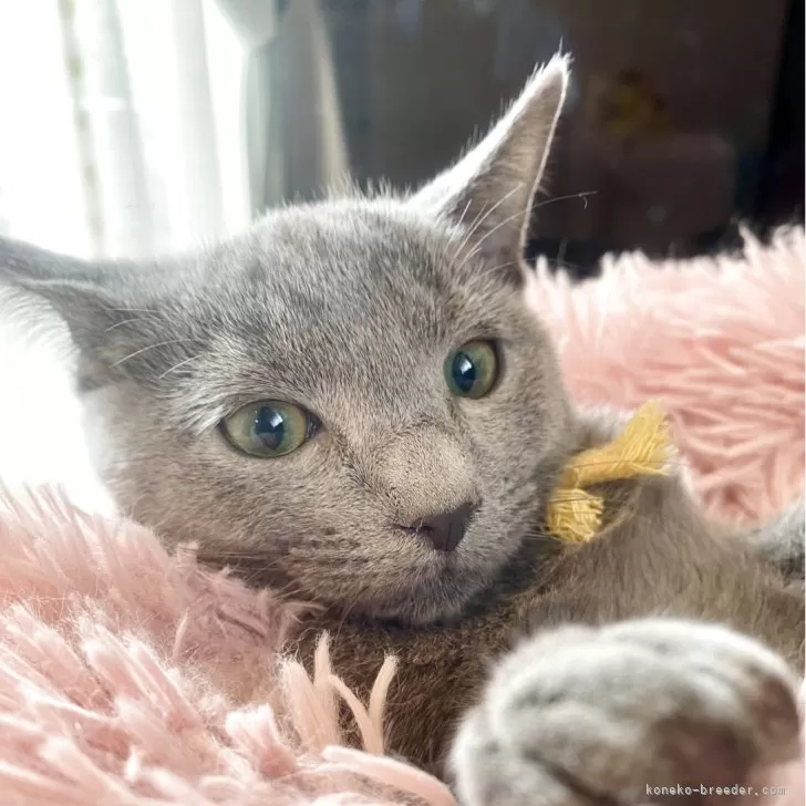 ID：2508-01118の子猫