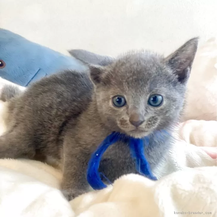 ID:2508-01120の子猫