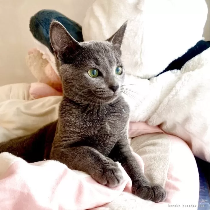 ID：2503-00157の子猫