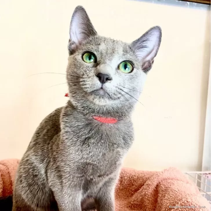 ID：2410-01359の子猫