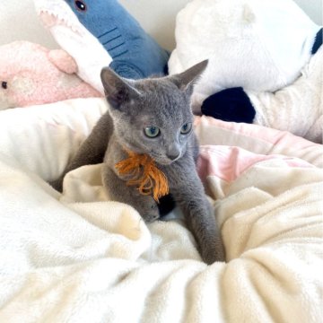 ロシアンブルー【東京都・女の子・2025年3月25日・ブルー】の写真「ご飯を沢山食べてスクスク成長中🐾😸💘🍀」