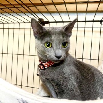 ロシアンブルー【東京都・女の子・2024年10月7日・ブルー】の写真「兄妹達と仲良く遊んでいます🐾😸💘🍀」