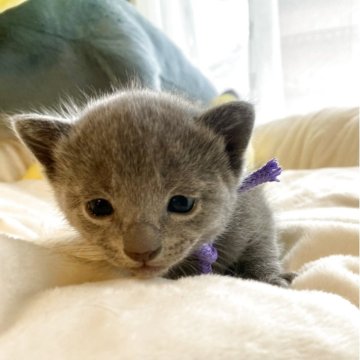 ロシアンブルー【東京都・男の子・2025年11月23日・ブルー】の写真「ご飯を沢山食べでスクスク成長中🐾😸💘🍀」