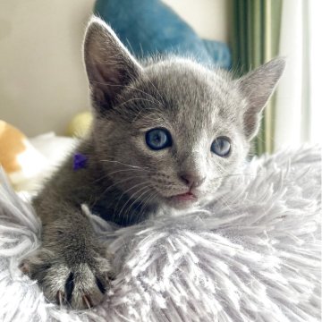 ロシアンブルー【東京都・男の子・2025年11月23日・ブルー】の写真「ご飯を沢山食べでスクスク成長中🐾😸💘🍀」