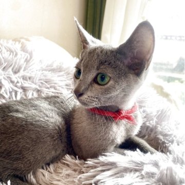 ロシアンブルー【東京都・女の子・2025年3月14日・ブルー】の写真「ご飯を沢山食べてスクスク成長中🐾😸💘🍀」