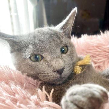 ロシアンブルー【東京都・男の子・2025年6月26日・ブルー】の写真「ご飯を沢山食べでスクスク成長中🐾😸💘🍀」