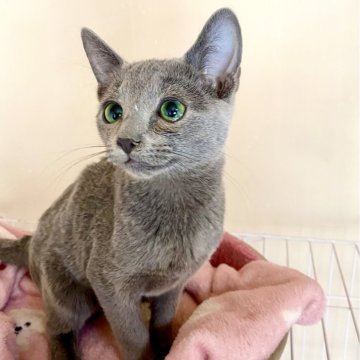 ロシアンブルー【東京都・男の子・2024年10月7日・ブルー】の写真「兄妹達と仲良く遊んでいます🐾😸💘🍀」