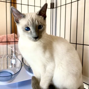 ロシアンブルー【東京都・男の子・2024年10月7日・ブルーポイント】の写真「スクスク成長中🐾😸💘🍀」