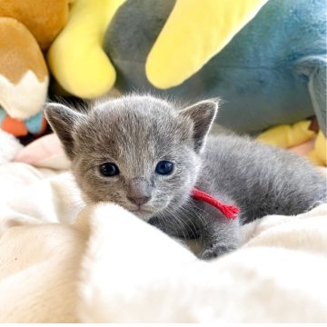 ロシアンブルー【東京都・女の子・2025年11月23日・ブルー】の写真「ご飯を沢山食べでスクスク成長中🐾😸💘🍀」