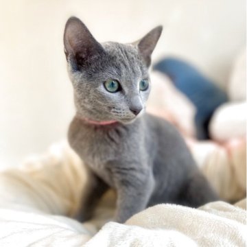 ロシアンブルー【東京都・女の子・2025年3月14日・ブルー】の写真「ご飯を沢山食べてスクスク成長中🐾😸💘🍀」
