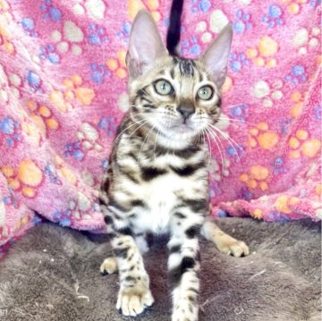 ベンガル【東京都・男の子・2025年7月18日・ブラウンスポテッドタビー(ロゼット)(シルクタッチ)】の写真「💙イケメンくん♪ベンガルの男の子💘」